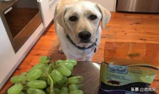 狗狗不能吃的十大水果 狗不能吃葡萄吗